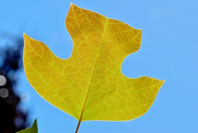 Liriodendron chinense - liliovník čínský - letní list s žilnatinou